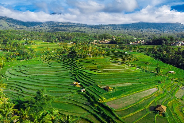Pemandangan Desa Sukamaju